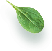 ca74c029 leaf element.png